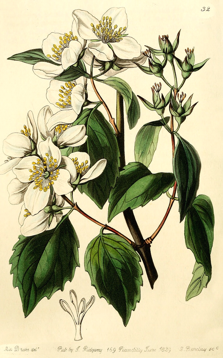 معرفی و راهنمای پرورش گیاهان زینتی فضای باز - یاس درختی / یاس شیروانی